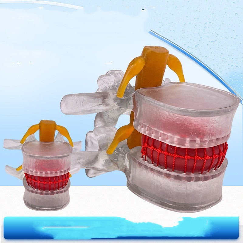 Lumbar Model Teaching Medical Human Body